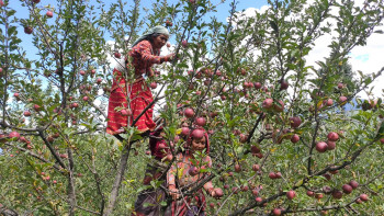 जुम्लामा पचास करोड मूल्यकाे स्याउ उत्पादन